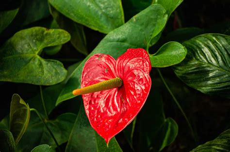 Anthurium Colors and Their Meaning | Plantly