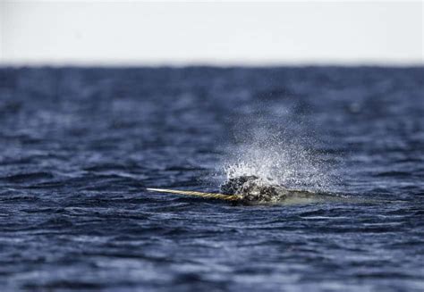 Why Do Narwhal’s Have a Horn? – North American Nature