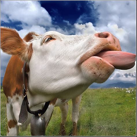 Cow | Funniest New Images-Photos | Funny And Cute Animals