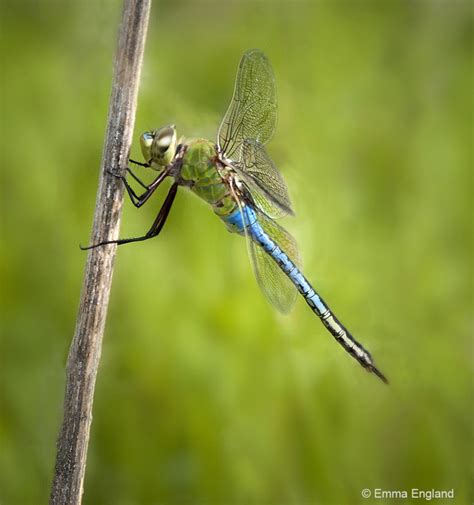 Male Common Green Darner dragonfly: Emma England Nature Photography