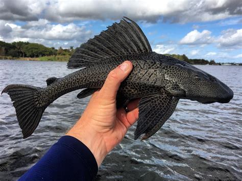 You just never know. Loricariidae aka armored catfish. #peacock #bass # ...