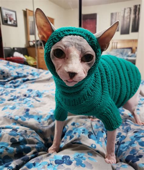 Clothing for cats Clothes for Sphynx Cat clothes sweater | Etsy