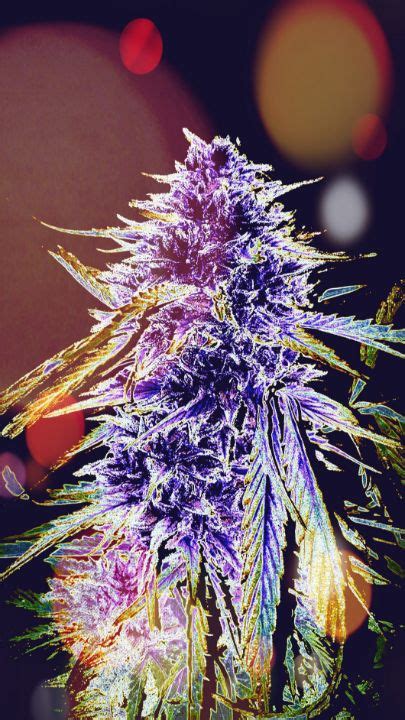 Cannabis Art Gallery - Digital Art & AI, Photography, Paintings ...