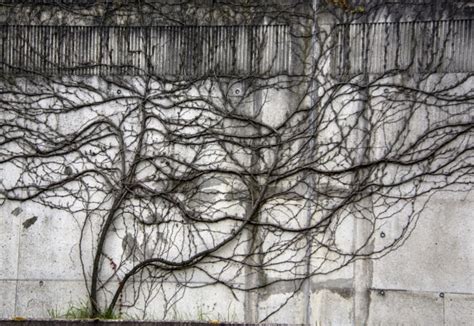 Ivy Vines On Wall Free Stock Photo - Public Domain Pictures