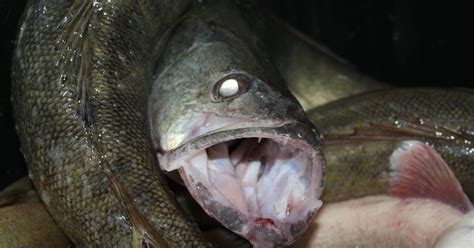 Lake Erie fish should be safe to eat, scientists say