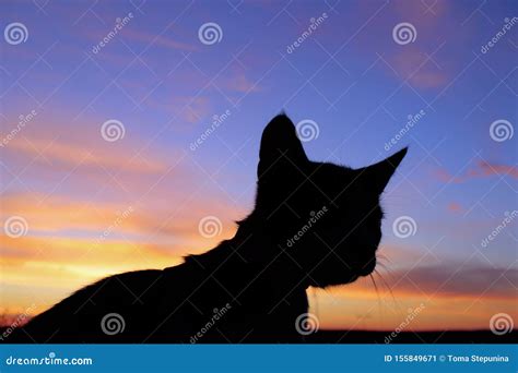 Silhouette of a Cat Over Beautiful Sunset Background. Animals, Pets Concept. Stock Image - Image ...