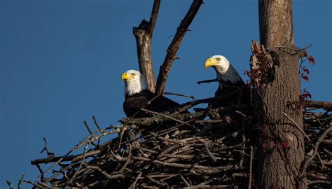 A Pair of nesting Bald Eagles : r/birding