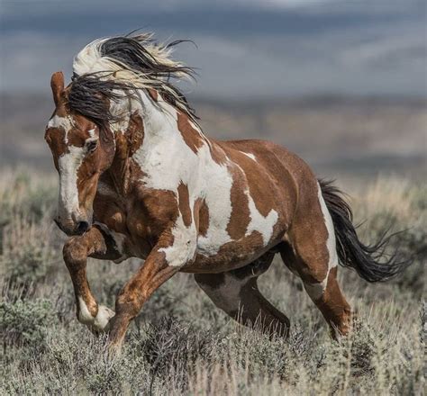 Wild Horse Photography Collective - #Kollektiv #PFERD #Fotografie #Wild ...