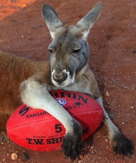 96 best North Melbourne Football Club images on Pinterest | Melbourne, Kangaroo and Kangaroos