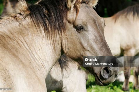 Konik Horses In Nature Reserve Stock Photo - Download Image Now - iStock