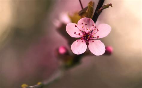 Cherry Blossom wallpaper | 2560x1600 | #66338