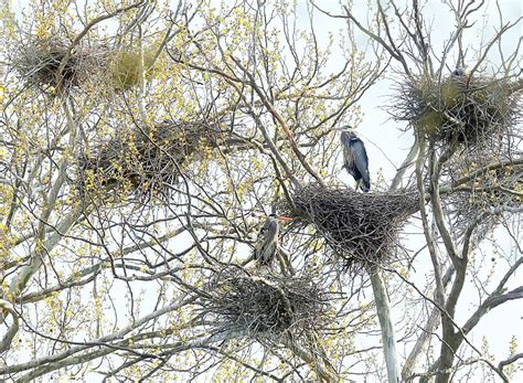 Heron, There and Everywhere — Colony of Great Blue Herons Seen Nesting in Washington | Feature ...