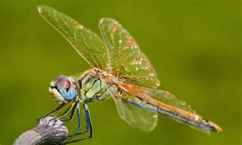 Dragonfly Teeth: Everything You Need To Know