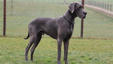 Great Dane dog | Dog breeds | breed | Magazine