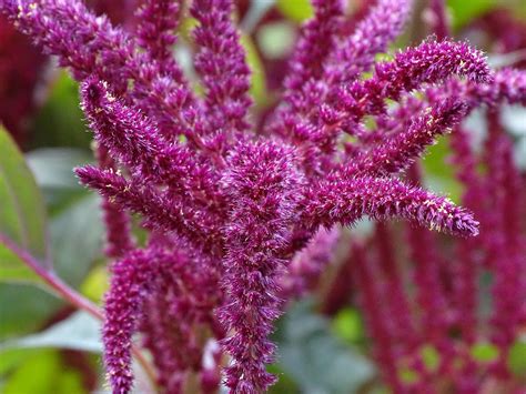 Amaranth Flower. How to Grow Amaranthus – Gardendi