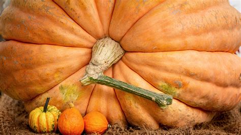 This Massive Pumpkin Was Just Crowned The World's Largest