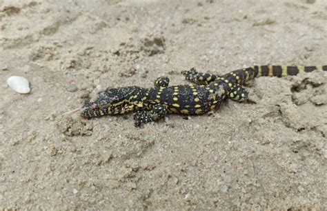 I Just Killed This Baby Monitor Lizard In My Compound. Am I Safe?. - Celebrities - Nigeria