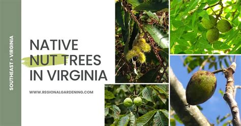 9 Common Nut Trees In Virginia (Pictures & Identification) - Regional Gardening