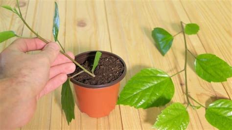 How to Propagate a Hibiscus - #1 Best Guide!