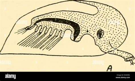 Cypris larva barnacle hi-res stock photography and images - Alamy