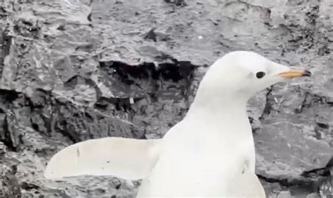 Rare white penguin spotted at scientific base in Antarctica