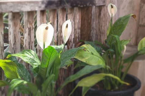 4 Possible Cause of a Peace Lily with Yellow Leaves (Plus the Fixes) - The Practical Planter