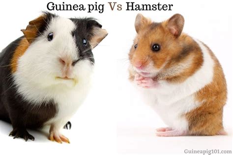 Guinea Pig Vs. Hamster: Should I Get A Guinea Pig Or Hamster?