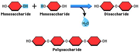 Hydrolysis & Condensation Synthesis - Biological Molecules