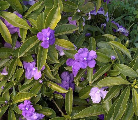 Yesterday, Today and Tomorrow | Shade shrub, Showy flowers, Fragrant flowers