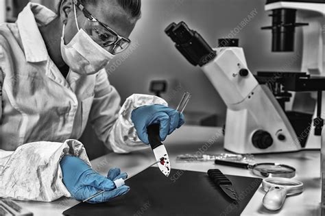 Forensic investigator examining evidence in lab - Stock Image - F024/4892 - Science Photo Library