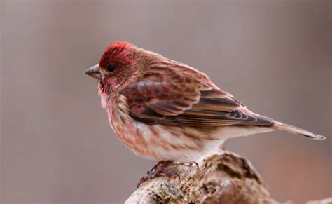 New Hampshire State Bird: Pictures, Fun Facts I TheBirdPedia