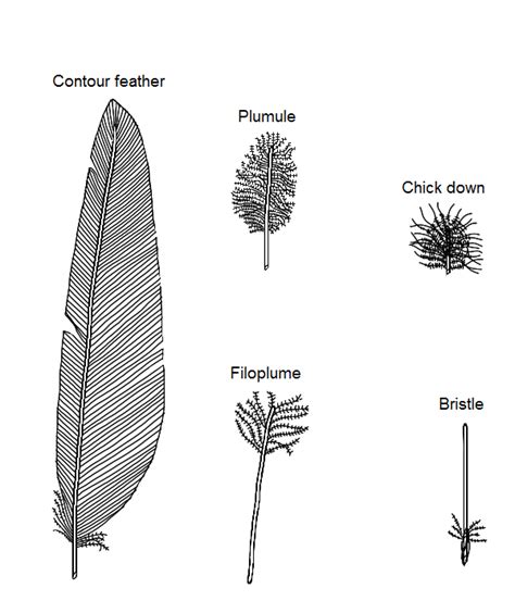 Feather Follicle Anatomy