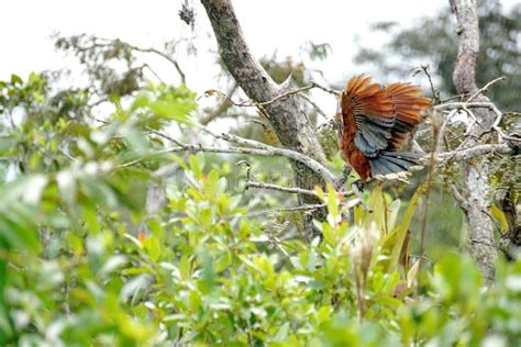 Hoatzin Wings Stock Photos - Free & Royalty-Free Stock Photos from ...