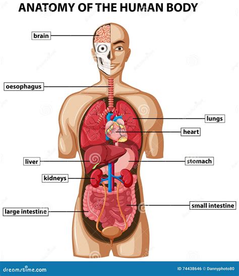 Anatomy Of Human Body - Body