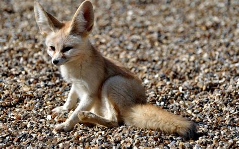 Fennec Fox HD Wallpaper: Desert Watcher