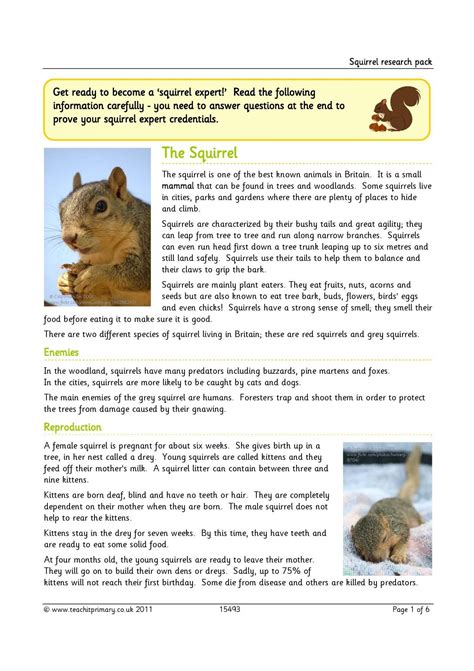 Squirrel research pack | Squirrel, Facts for kids, Cute squirrel