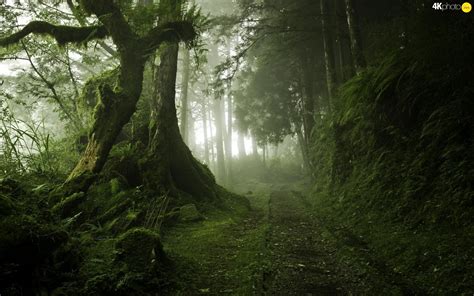 Résultat de recherche d'images pour "fog forest 4k" | Mystical forest, Nature, Beautiful nature