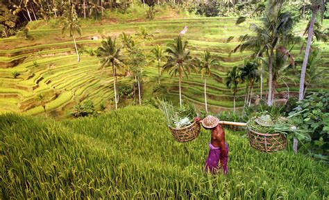 ubud-tegalalang-rice-field - Alaya | Alaya Hotels & Resorts