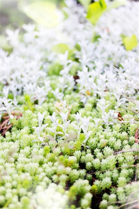 Sedum, ground cover plant — Stock Photo © mallivan #44573891