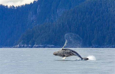 14 Best Kenai Fjord Tours - The Crazy Tourist