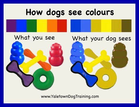 How dogs see colours | Dog training obedience, Dog enrichment, Pet day