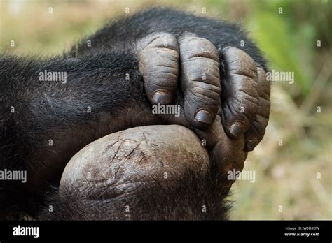 Gorilla hand hi-res stock photography and images - Alamy