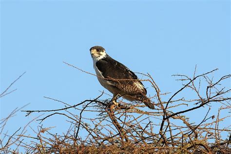 Augur Buzzard Photograph by Debbie Blackman - Fine Art America