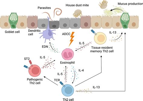 Frontiers | Conventional and pathogenic Th2 cells in inflammation ...