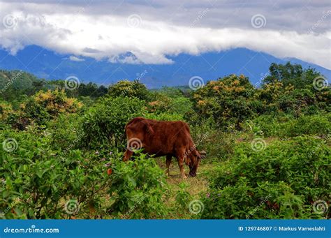 Cow in a Beautiful Landscape. Stock Image - Image of mammal, farm: 129746807