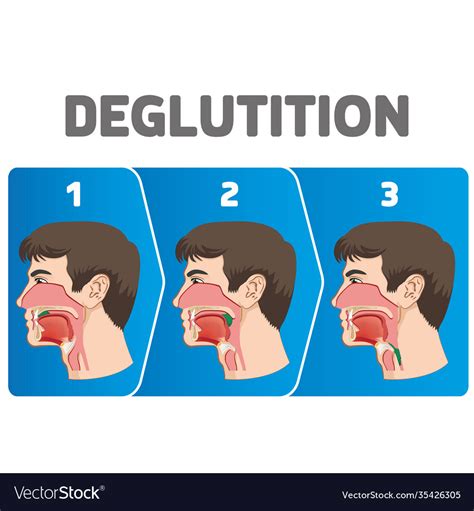 Human physiology sequence deglutition Royalty Free Vector