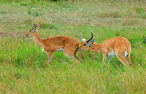 Southern reedbuck - Photo12-imageBROKER-Malcolm Schuyl