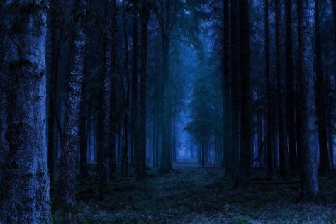 Forest Night Landscape - Free photo on Pixabay Mystical Forest, Fantasy Forest, Backdrops ...