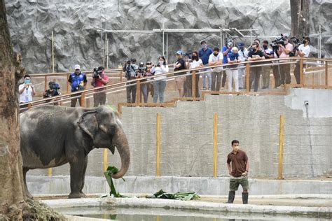 With eagles and elephants, Philippines lures public for ‘zoo jabs’ - BusinessWorld Online