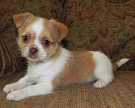 Shih Tzu Chihuahua Mix (A.K.A. Shichi) Breed Info & 21 Pictures - Animalso